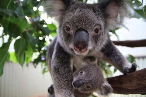 Kuranda Day Tour, TKS-RFS GRAND GOLD PLUS 0930 - Holiday Cairns 5