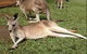 Kuranda Day Tour, TKS-RFS GRAND GOLD PLUS 0930 - thumb 2