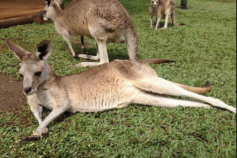 Kuranda Day Tour, TKS-RFS GRAND GOLD PLUS 0930 - Holiday Cairns 2