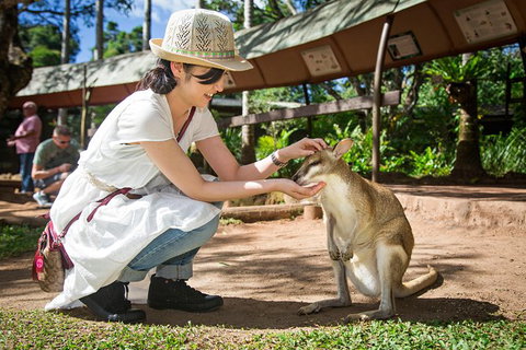 Kuranda Day Tour, TKS-RFS GRAND GOLD PLUS 0930 - Holiday Cairns 8
