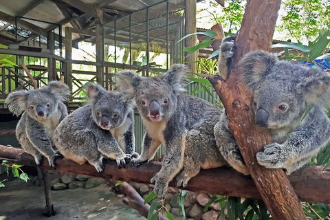 Kuranda Rainforestation & Kuranda Scenic Rail - Holiday Cairns 4