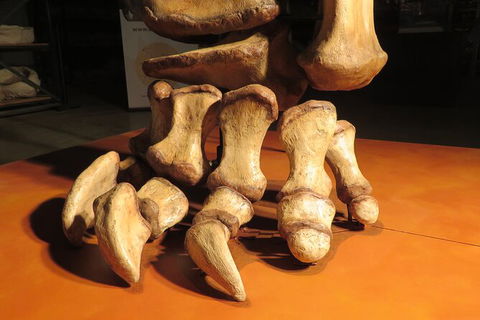 Australian Dinosaur Giants Tour - Holiday Cairns 3