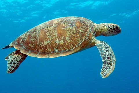 Cairns & Port Douglas All-Inclusive 7 Days Touring Package - Holiday Cairns 1
