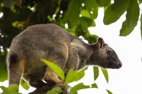 Cairns & Port Douglas All-Inclusive 7 Days Touring Package - Holiday Cairns 8