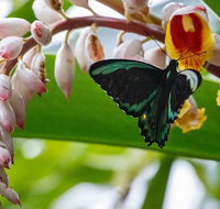 Australian Butterfly Sanctuary- Virtual Interactive Tour With Private Guide - Holiday Cairns