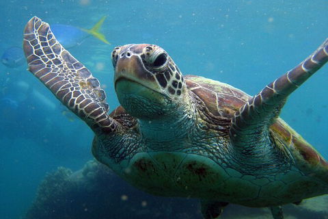 2 Night Whitsunday Islands Cruise On Atlantic Clipper From Airlie Beach - Holiday Cairns 6