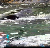 Kangaroo Island Ocean Safari - Snorkeling Safari - Holiday Cairns