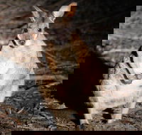 Small-Group Kangaroo Island 4WD Night Tour - Holiday Cairns