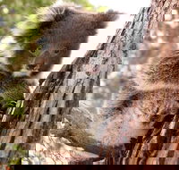 Kangaroo Island Luxury Small Group 'Island Life' Full Day Tour - Holiday Cairns