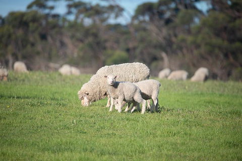 Fine Flavours - Full Day Kangaroo Island Food & Wine Tour - Holiday Cairns 9