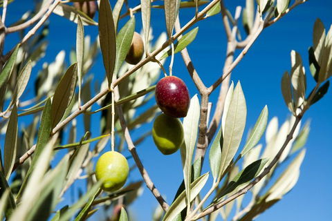 Fine Flavours - Full Day Kangaroo Island Food & Wine Tour - Holiday Cairns 3