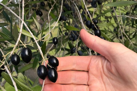 Fine Flavours - Full Day Kangaroo Island Food & Wine Tour - Holiday Cairns 4