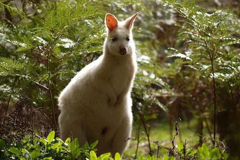 Bruny Island Day Tour, Includes Lunch And Exclusive Lighthouse Tour - Holiday Cairns 7