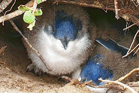 Bruny Island Day Tour, Includes Lunch And Exclusive Lighthouse Tour - Holiday Cairns 1