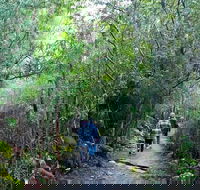 kunanyi/Mt Wellington Explorer Bus - One Way Tour - Holiday Cairns
