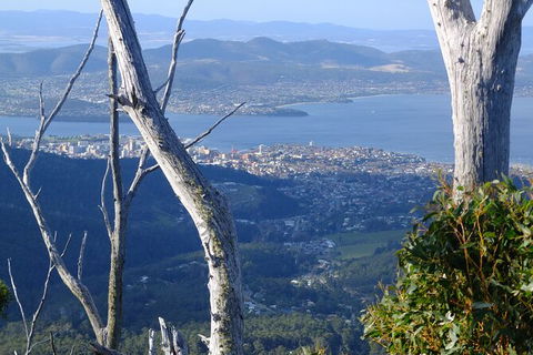 Mt. Wellington Morning Hike + Afternoon Beer & History Walk - Holiday Cairns 10