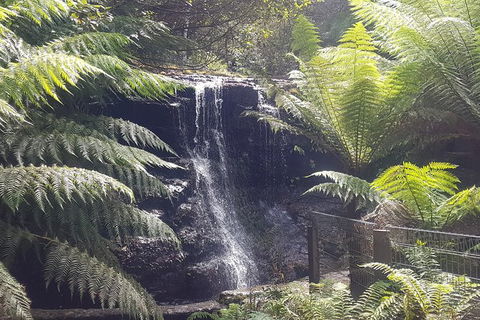 Mt. Wellington Morning Hike + Afternoon Beer & History Walk - Holiday Cairns 16