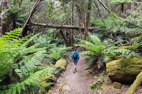 Mt. Wellington Morning Hike + Afternoon Beer & History Walk - Holiday Cairns 7
