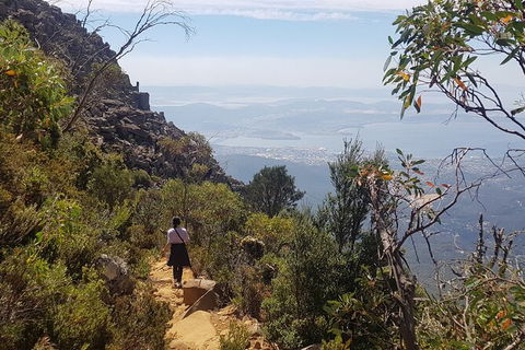 Mt. Wellington Morning Hike + Afternoon Beer & History Walk - Holiday Cairns 1
