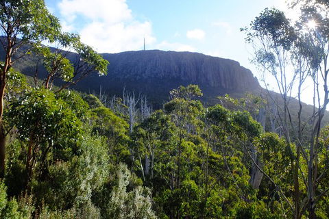 Mt. Wellington Morning Hike + Afternoon Beer & History Walk - Holiday Cairns 4