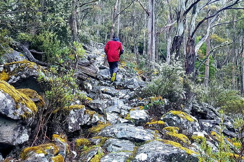 Mt. Wellington Morning Hike + Afternoon Beer & History Walk - Holiday Cairns 8