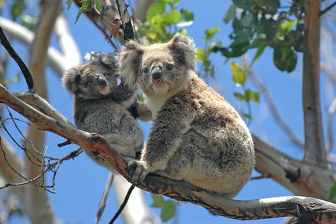 LGBT+ Friendly 12-Hour Great Ocean Road Private Tour - Holiday Cairns 8