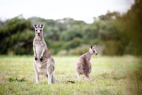 LGBT+ Friendly 3 Day Tour The Grampians, Daylesford & Ballarat - Holiday Cairns 2