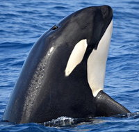 Bremer Bay Orca Experience - Holiday Cairns