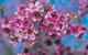 Best Of Perth Wildflower Season Day Trip - thumb 5