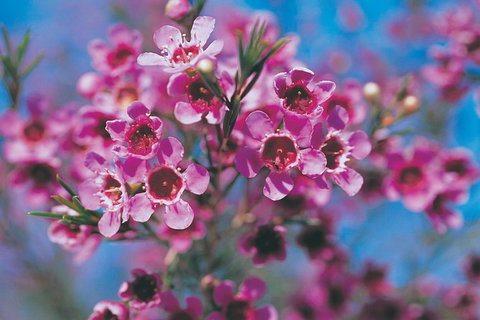 Best Of Perth Wildflower Season Day Trip - Holiday Cairns 5