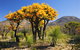 Best Of Perth Wildflower Season Day Trip - thumb 1