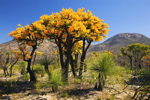 Best Of Perth Wildflower Season Day Trip - Holiday Cairns 1