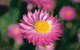 Best Of Perth Wildflower Season Day Trip - thumb 2