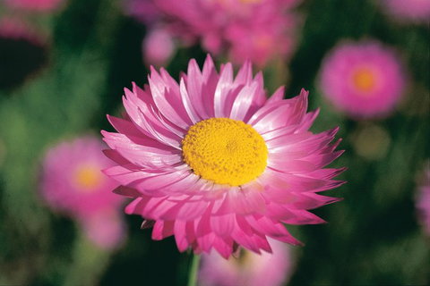 Best Of Perth Wildflower Season Day Trip - Holiday Cairns 2