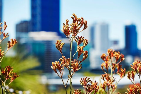 Best Of Perth Wildflower Season Day Trip - Holiday Cairns 4