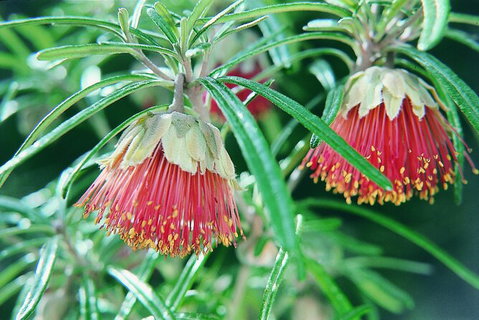 Full-Day Pinnacles Desert And Yanchep National Park Tour From Perth - Holiday Cairns 3