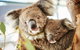 Full-Day Pinnacles Desert And Yanchep National Park Tour From Perth - thumb 2