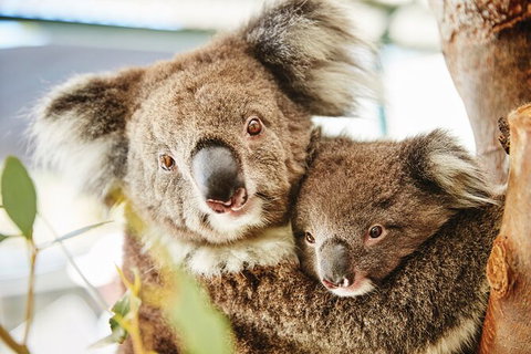 Full-Day Pinnacles Desert And Yanchep National Park Tour From Perth - Holiday Cairns 2