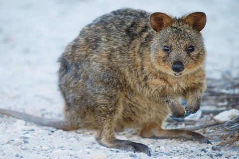Perth To Rottnest Island Roundtrip Ferry Ticket - Holiday Cairns 2
