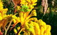 Spring Wildflower (Private) Day Tours - thumb 23