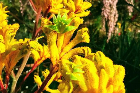 Spring Wildflower (Private) Day Tours - Holiday Cairns 23