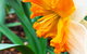 Spring Wildflower (Private) Day Tours - thumb 16