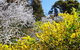 Spring Wildflower (Private) Day Tours - thumb 15