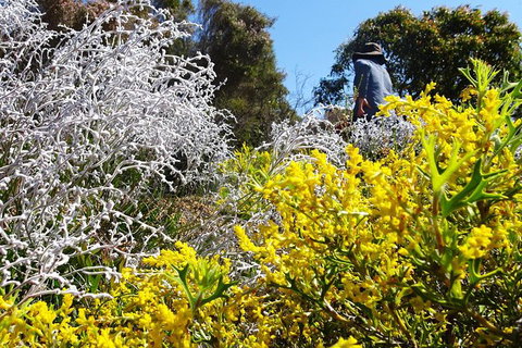 Spring Wildflower (Private) Day Tours - Holiday Cairns 15