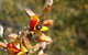 Spring Wildflower (Private) Day Tours - thumb 14