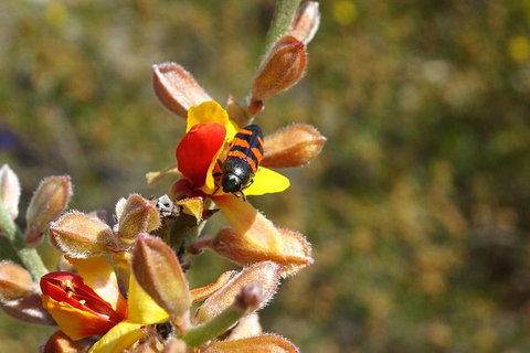Spring Wildflower (Private) Day Tours - Holiday Cairns 14