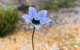 Spring Wildflower (Private) Day Tours - thumb 46