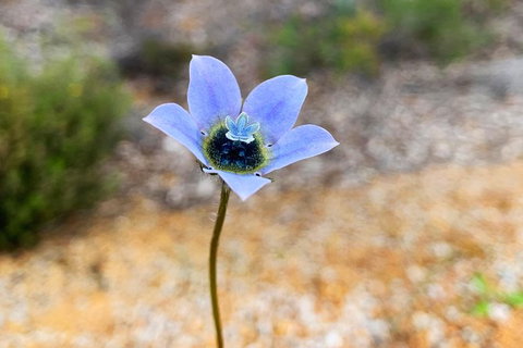 Spring Wildflower (Private) Day Tours - Holiday Cairns 46