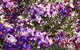 Spring Wildflower (Private) Day Tours - thumb 2
