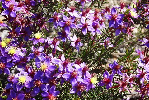 Spring Wildflower (Private) Day Tours - Holiday Cairns 2